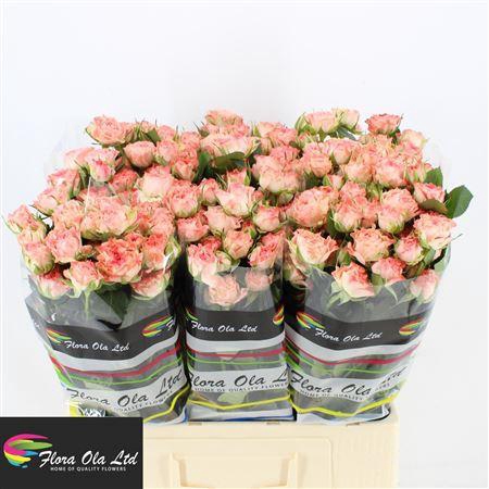 <h4>R Tr Fair Flow</h4>