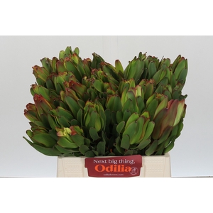 LEUCAD LAUREL YELLOW