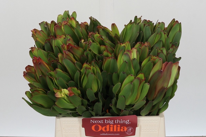 <h4>LEUCAD LAUREL YELLOW</h4>
