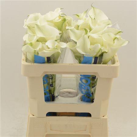 <h4>Calla Ventura</h4>