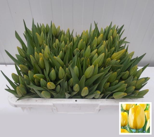 <h4>TU EN GOLD PARADE</h4>