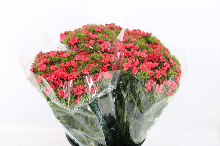 <h4>Di Barb Pink</h4>