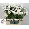 COSMOS BIPINNATUS WIT