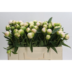 Paeonia Chiffon Parfait