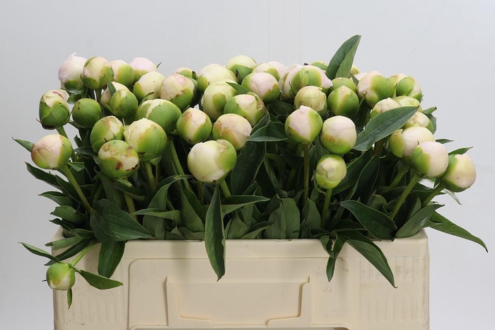 <h4>Paeonia Lact.  Chiffon Parfait</h4>