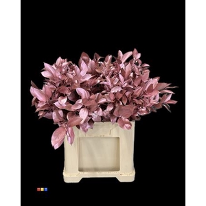 Ruscus Metallic Pink