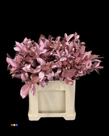 Ruscus Metallic Pink