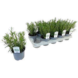 Rosmarinus officinalis P12