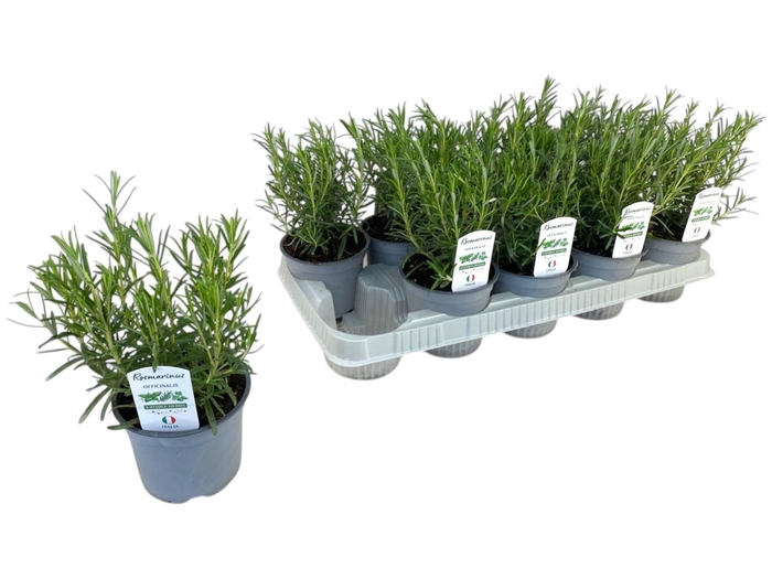 <h4>Rosmarinus officinalis P12</h4>
