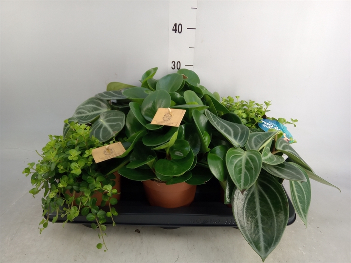 <h4>Peperomia   ...mix</h4>