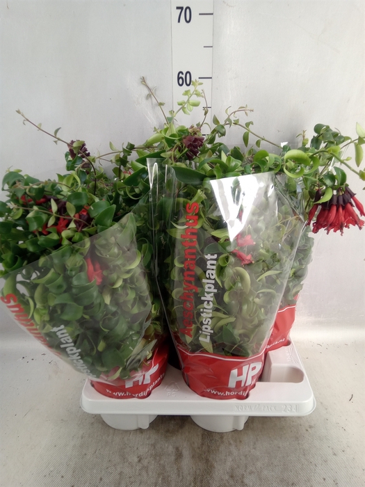 <h4>Aeschynanthus  'Rasta'</h4>