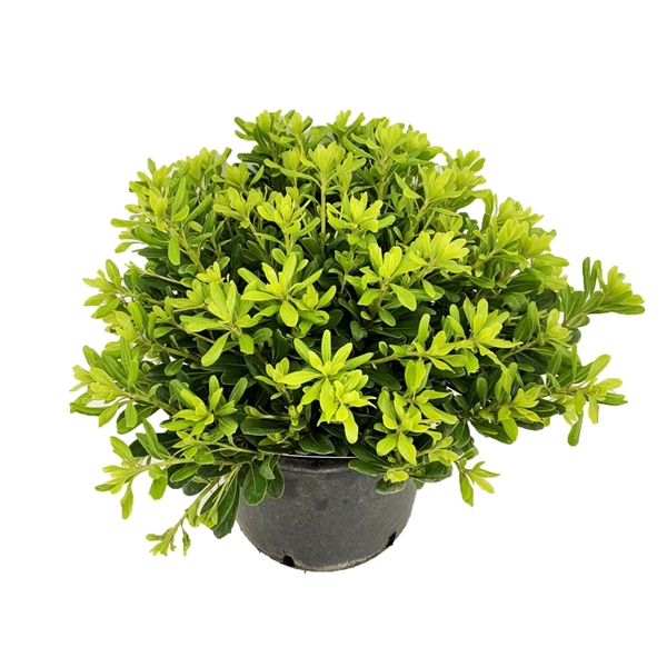 <h4>Pittosporum tobira nanum</h4>