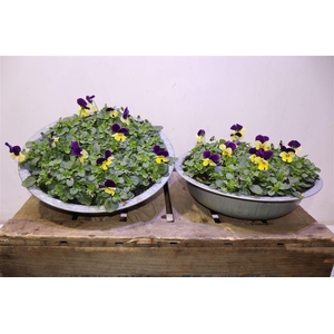 Vio Co Em L Pu Ju Up In Zinken Schaal