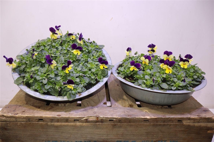 <h4>Vio Co Em L Pu Ju Up In Zinken Schaal</h4>