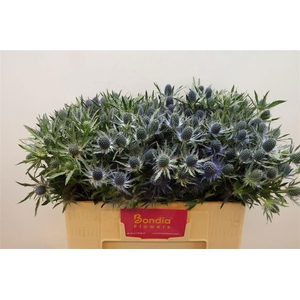 ERYN MAG BLUE LAGOON