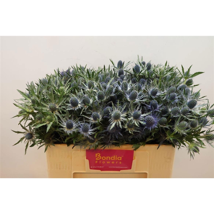 <h4>ERYN MAG BLUE LAGOON</h4>