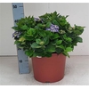 Hydr M Early Blue