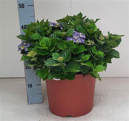Hydr M Early Blue
