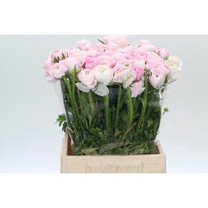 Ranunculus Elegance Pink