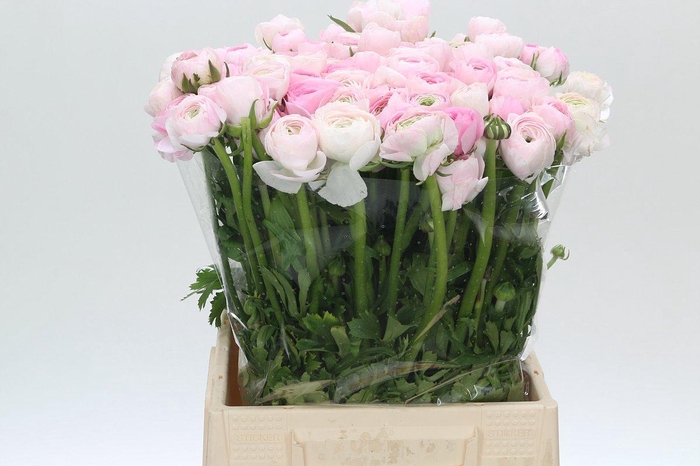 <h4>Ranunculus Elegance Pink</h4>