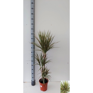 Dracaena marginata Bicolor 21Ø 110cm 3pp