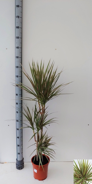 Dracaena marginata Bicolor 21Ø 110cm 3pp