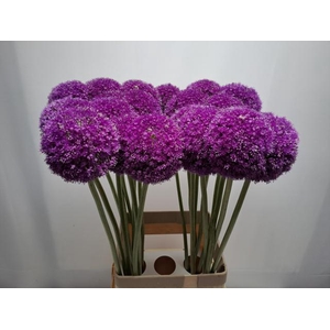 ALLIUM GIGANTEUM