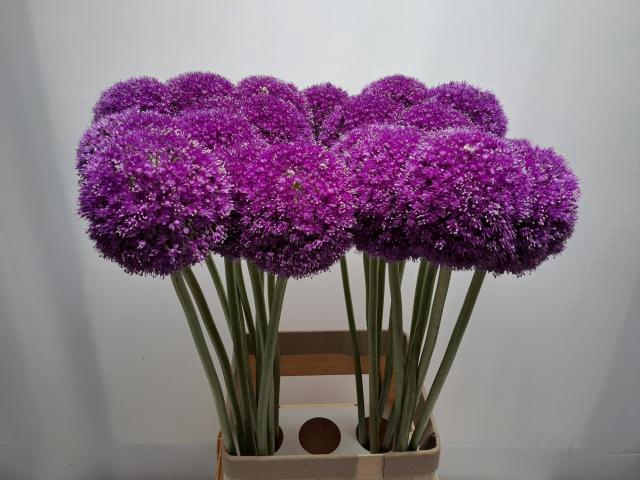 <h4>ALLIUM GIGANTEUM</h4>