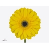 Gerbera Olympic Gold Flowerracket