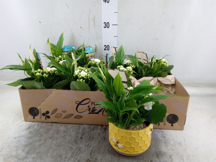 <h4>Arr.   Kamerplant Bloei L%</h4>