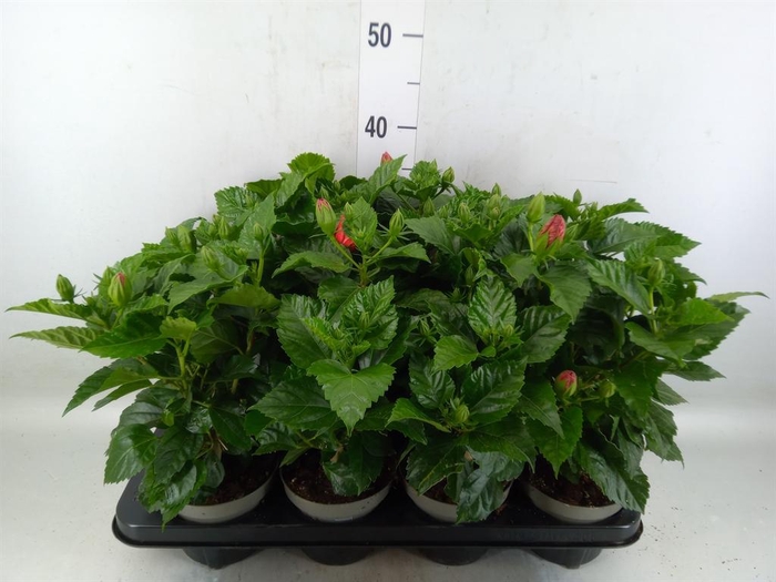 <h4>Hibiscus rosa-sin. 'Sunny Bordeaux'</h4>