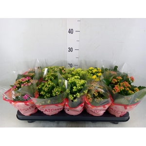 Kalanchoe blos.   ..rosebud mix  5