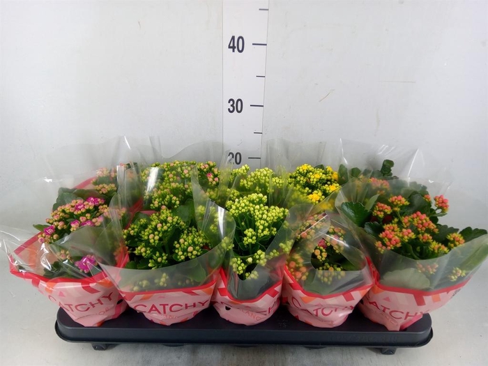 <h4>Kalanchoe blos. ..rosebud mix 5</h4>