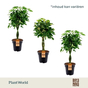Schefflera gevlochten stam mix
