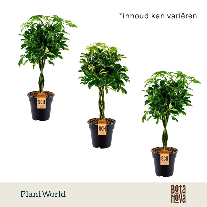 <h4>Schefflera gevlochten stam mix</h4>