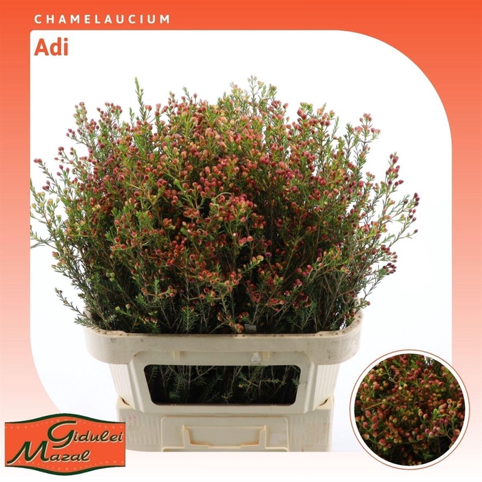 <h4>Chamelaucium Adi</h4>