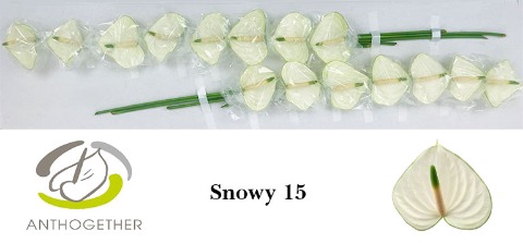 <h4>ANTH A SNOWY 15</h4>