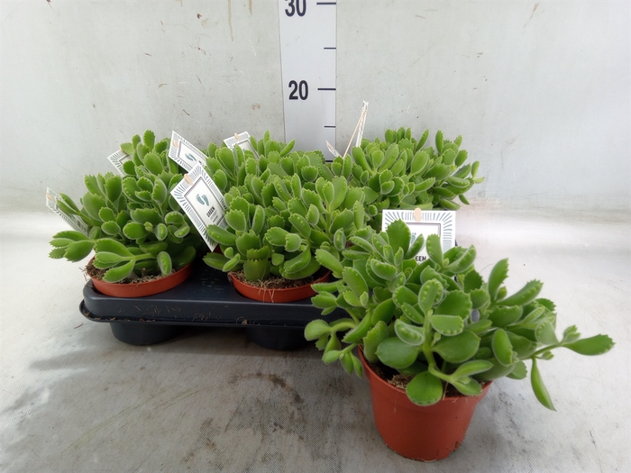 <h4>Cotyledon tome. 'Green Footprint'</h4>