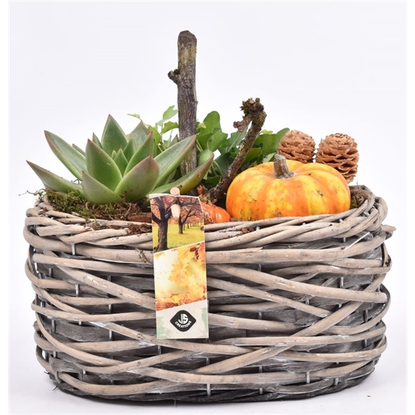 <h4>Arrangementen Sierfruit</h4>
