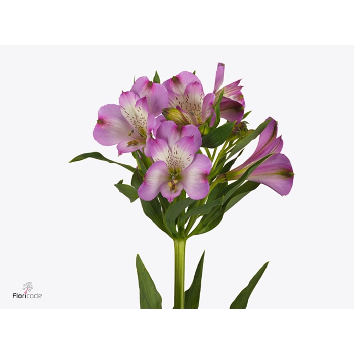 <h4>Alstroemeria Hitchcock</h4>