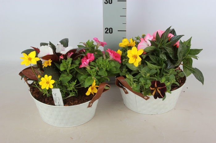 <h4>ARR TUINPLANTEN</h4>