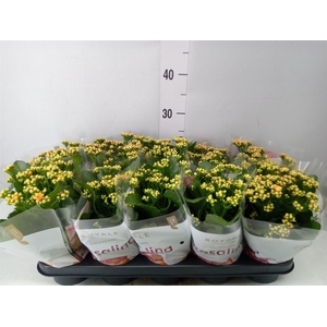 Kalanchoe blos. 'RosDon Feliz'