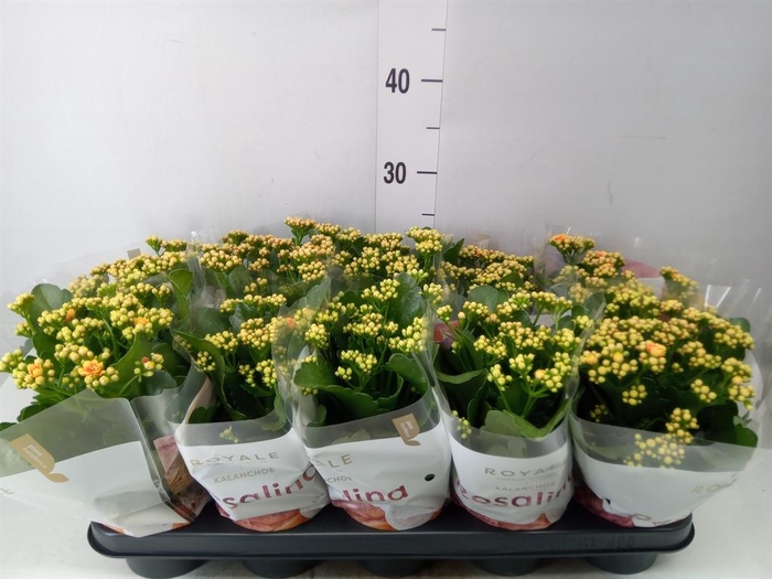 <h4>Kalanchoe blos. 'RosDon Feliz'</h4>