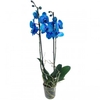 PHALAENOPSIS ESPECIAL P12 TINGIDA AZUL 2 HT