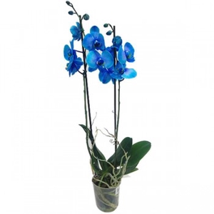 PHALAENOPSIS ESPECIAL P12 TINGIDA AZUL 2 HT