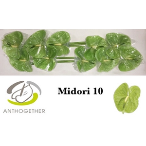 ANTH A MIDORI 10