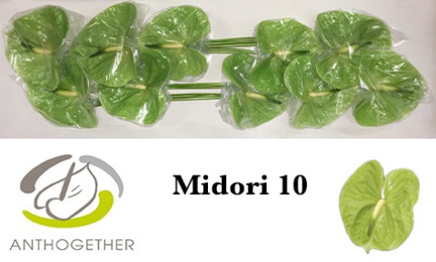 ANTH A MIDORI 10