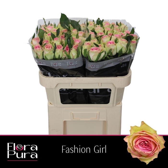 <h4>R GR FASHION GIRL</h4>
