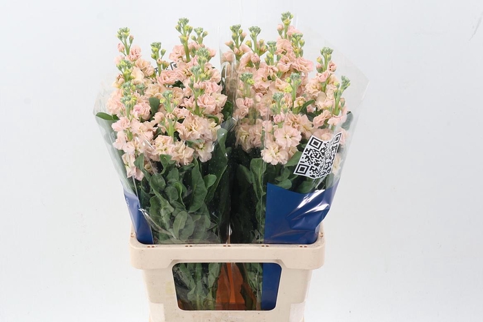 <h4>Matth Iron Apricot</h4>