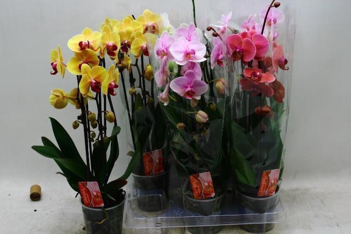 <h4>PHAL EL CASCADE</h4>